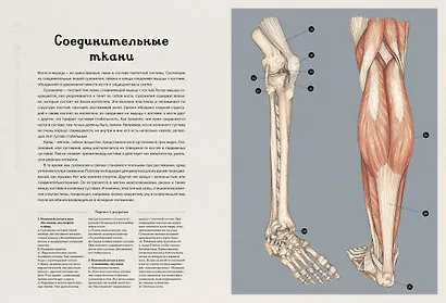 Анатомикум - фото 8