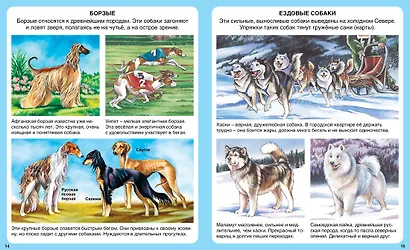 Домашние питомцы - фото 7