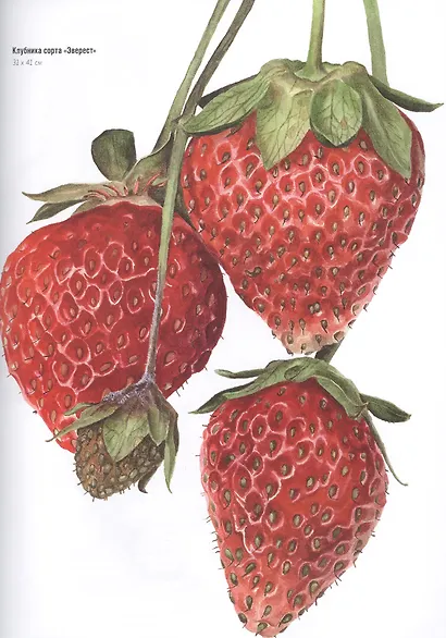 Волшебный мир Анны Мэйсон. Рисуем природу акварелью: Все секреты реалистичной живописи - фото 4