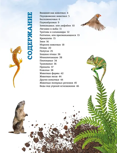Мир животных: От актинии до ягуара - фото 3
