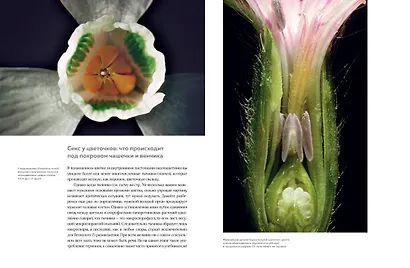 Цветы. Естественная история - фото 3