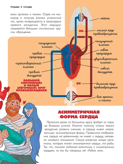 Тело человека - фото 10