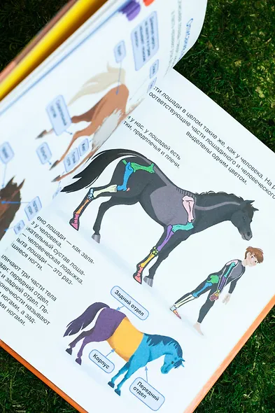 Лошади - фото 13