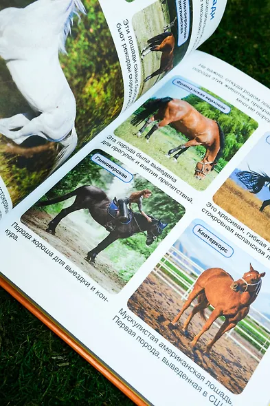 Лошади - фото 9