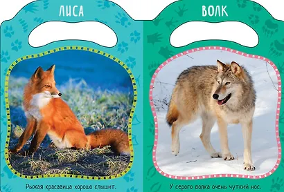 Кто живет в лесу? - фото 2