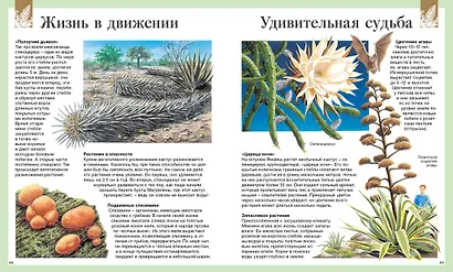 Детская энциклопедия. 250 чудес света - фото 10