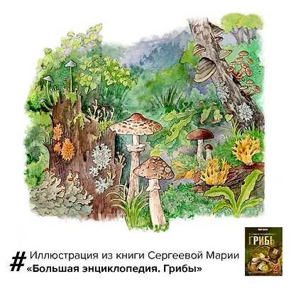 Грибы. Большая энциклопедия - фото 10
