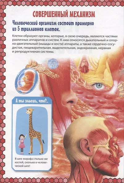 Тело человека. Детская энциклопедия в картинках. - фото 3