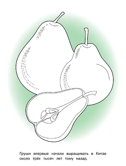 Фрукты. Окружающий мир. Раскраска - фото 5