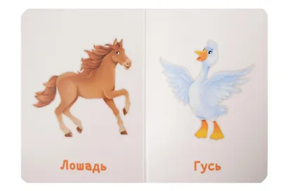 Домашние животные - фото 3