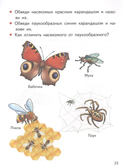 Мир вокруг нас (5-6 лет) - фото 5