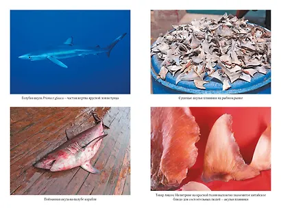 Императоры глубин. Акулы: Самые загадочные, недооцененные и незаменимые стражи океана - фото 5