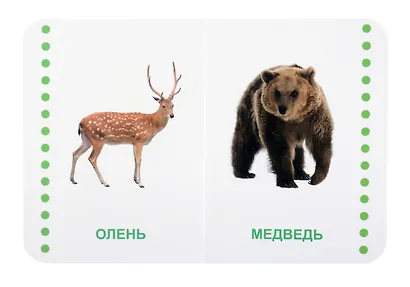 Дикие животные - фото 3