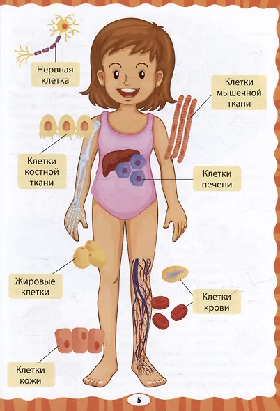 Как устроен человек. Первая энциклопедия для малышей - фото 3