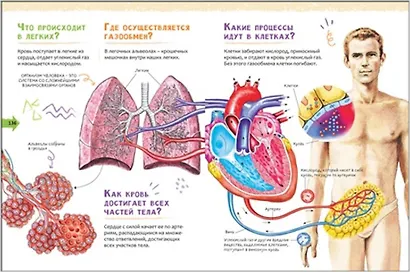 Человек. Новая детская энциклопедия - фото 4