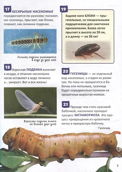 Насекомые. Энциклопедия российского школьника. 250 фактов - фото 3