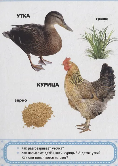 Домашние любимцы - фото 5