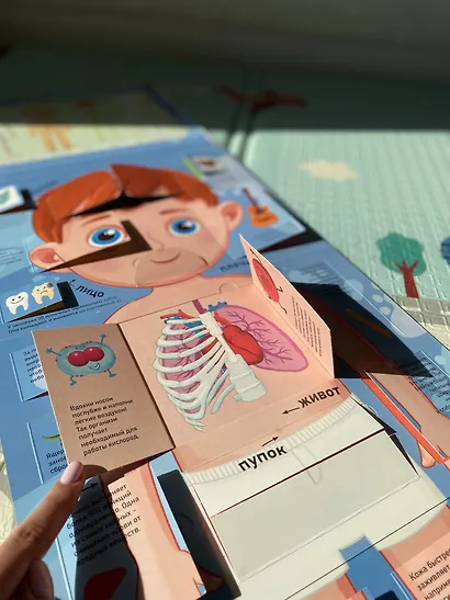 Тело человека - фото 6