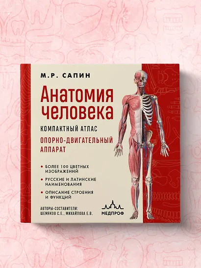 Анатомия человека. Компактный атлас. Опорно-двигательный аппарат - фото 7