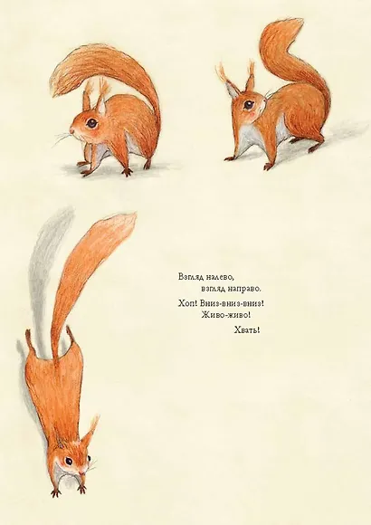 Белка Сева - фото 2