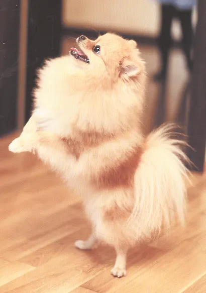 ЭНЦИКЛОПЕДИЯ ДЛЯ ДЕТЕЙ новые. СОБАКИ - фото 4