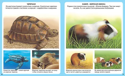 Животные - фото 8