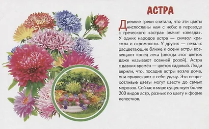 Обучающие карточки "Садовые цветы" - фото 2