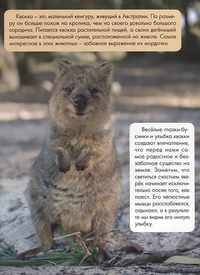 ЗАЧЕМ СВЕТЛЯЧКУ ФОНАРИК? глянц.ламин.обл, тиснение, мелов. бум. 215х290 - фото 5