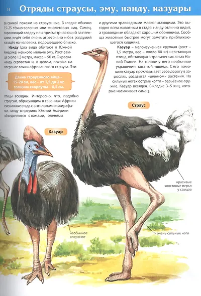 Животные. Большая детская энциклопедия - фото 7