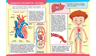 Тело человека. Моя первая энциклопедия с наклейками - фото 5