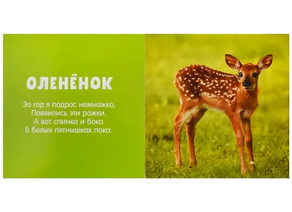 Первые слова. Любимые животные. Фотокнига со стихами - фото 3