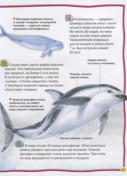 Киты и дельфины - фото 4