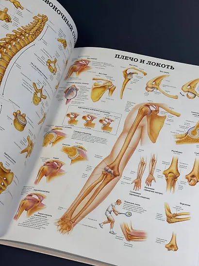 Большой атлас  анатомии человека - фото 5