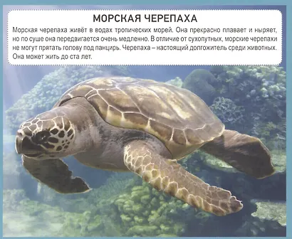 РАЗУМНЫЕ КАРТОЧКИ. ПОДВОДНЫЙ МИР - фото 4