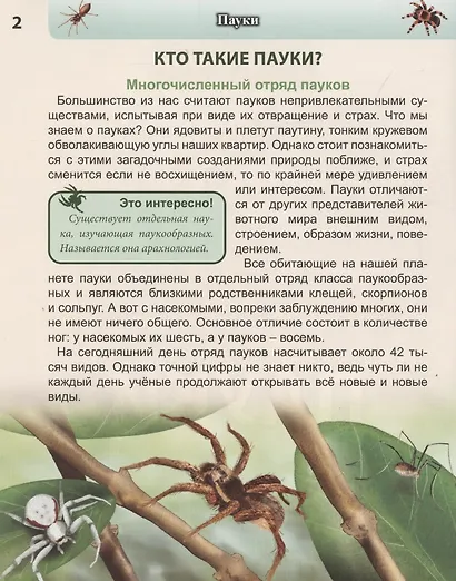 Пауки: энциклопедия - фото 5