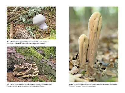 Таинственная жизнь грибов. Удивительные чудеса скрытого от глаз мира - фото 2