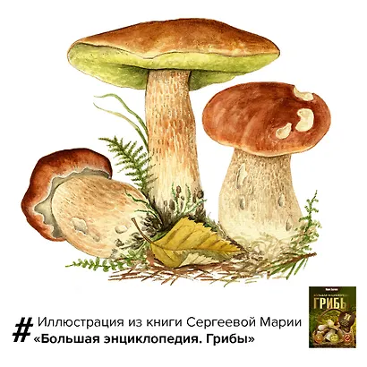 Грибы. Большая энциклопедия - фото 4