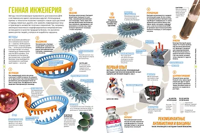 Тайны тела человека. Большая иллюстрированная энциклопедия - фото 11