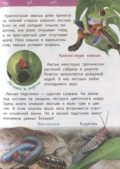 Джунгли - фото 3