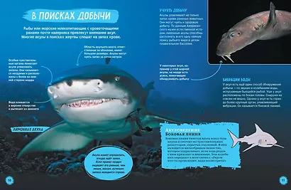Акулы. Иллюстрированная энциклопедия - фото 2