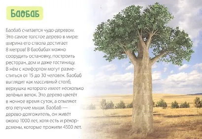Обучающая книга «Деревья» - фото 2