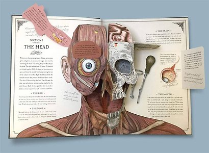 The Human Body - фото 4