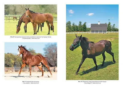 Лошадь. Биография нашего благородного спутника - фото 8