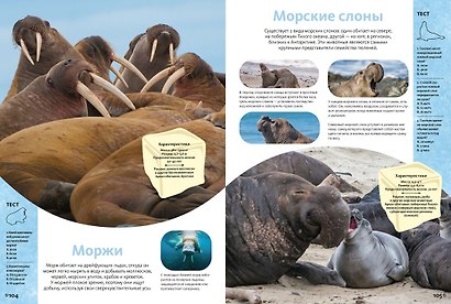 Животные морей и океанов. Большая школьная энциклопедия - фото 10
