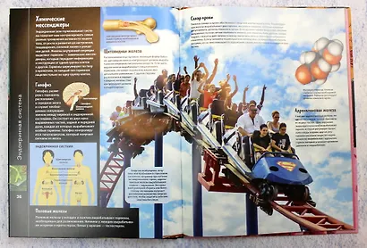 Тело человека. Виртуальная реальность - фото 8