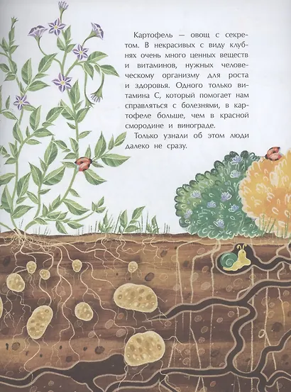 Картошка. Машина времени на грядке - фото 4