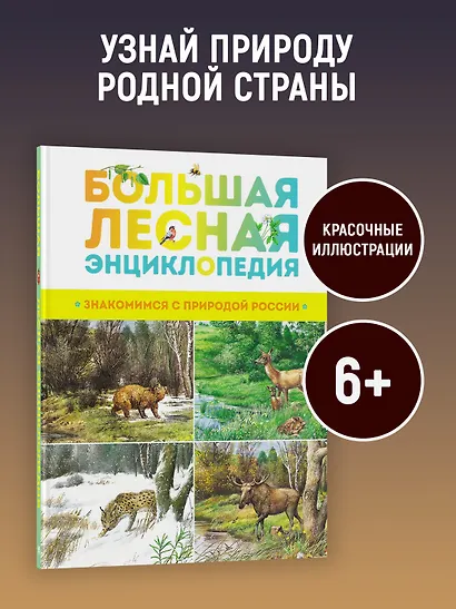 Большая лесная энциклопедия. Знакомимся с природой России - фото 3