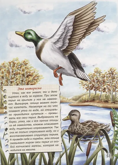 Ура умеющим летать - фото 4