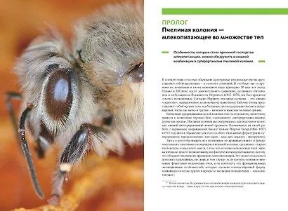 Феномен медоносной пчелы. Биология суперорганизма - фото 4