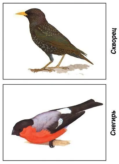 Птицы, обитающие на территории нашей страны. Демонстрационный материал для занятий в группах детских садов и индивидуально - фото 4